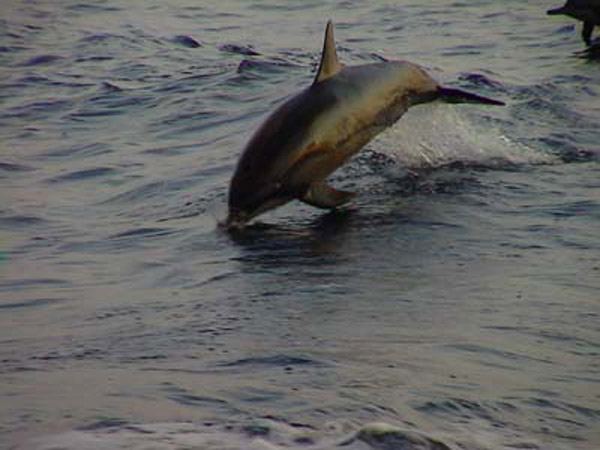 maledives_olhuveli (26)